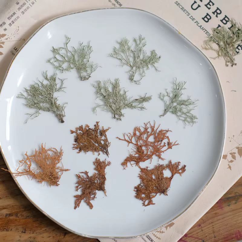 12 pièces, Plantes aquatiques séchées