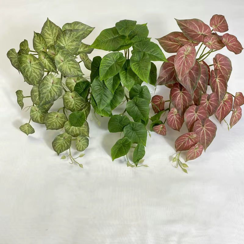 Plante murale de lierre vert