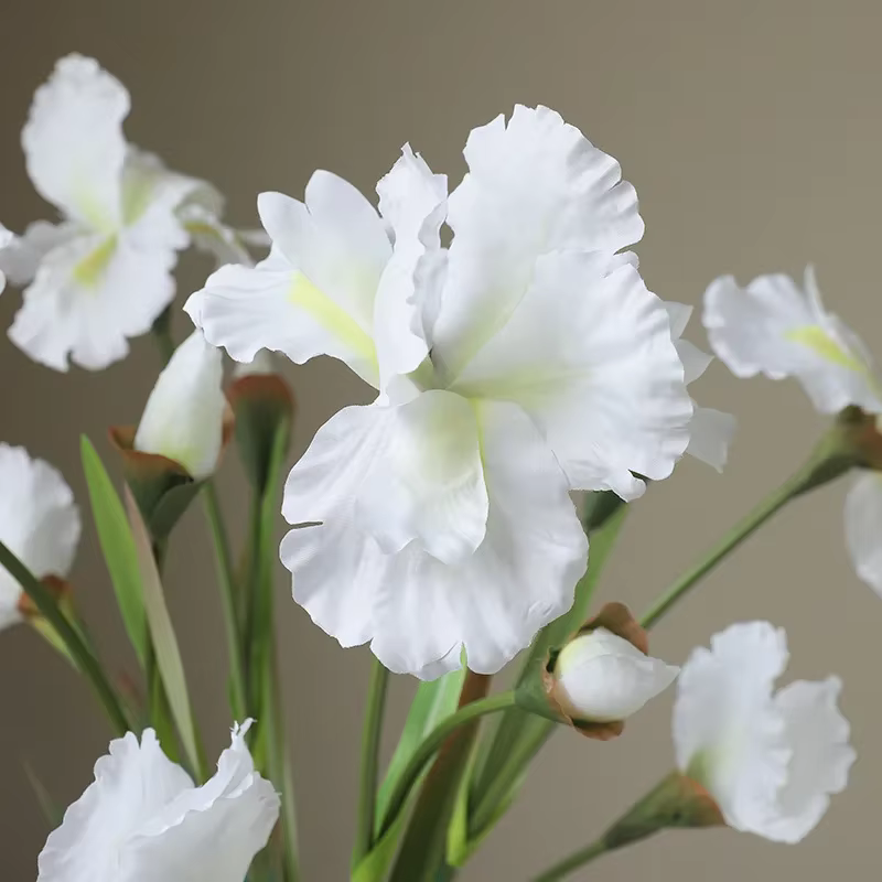 77CM Iris fleur