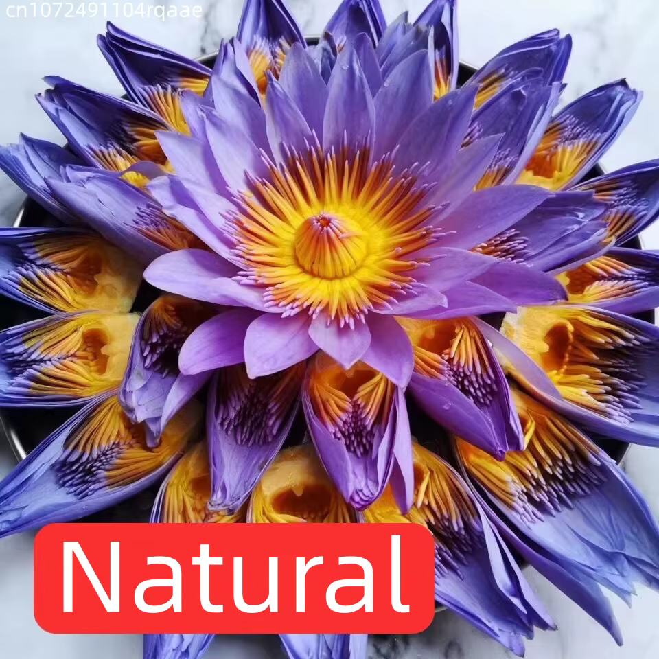 100g de fleurs séchées parfumées de lotus naturel de haute qualité