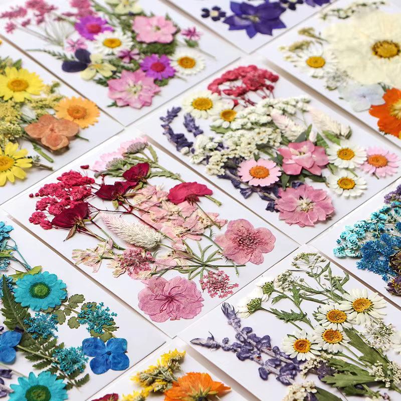 Ensemble de fleurs séchées 16-19 pièces