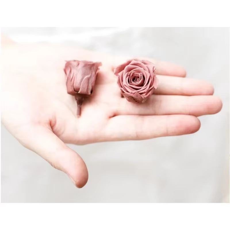 Mini Roses séchées réelles conservées