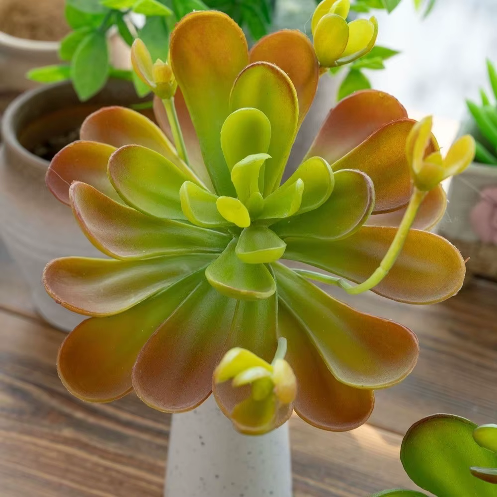 Plante succulente artificielle réaliste au toucher authentique