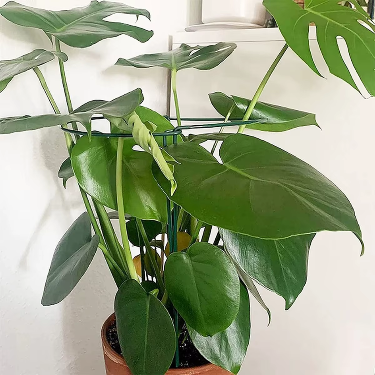 Piquets de Support pour plantes en métal