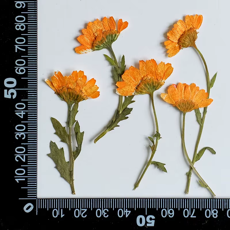 12 pièces, fleurs de chrysanthème séchées