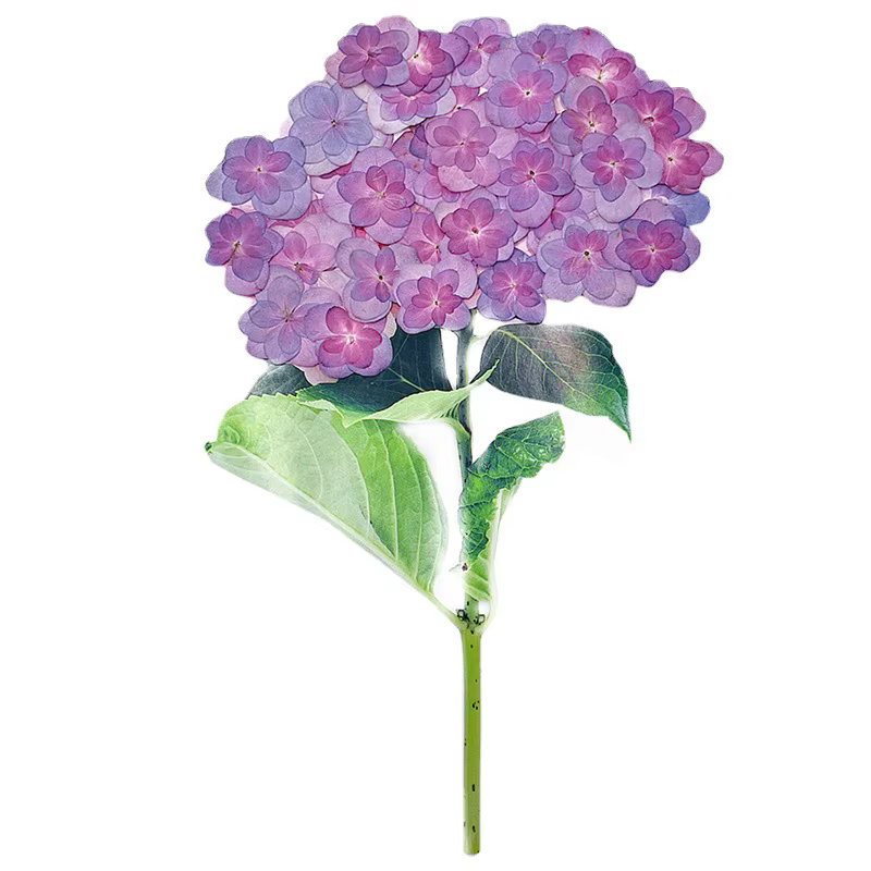 2-4cm/12 pièces, Fleurs d'hortensia pressées à double pétales