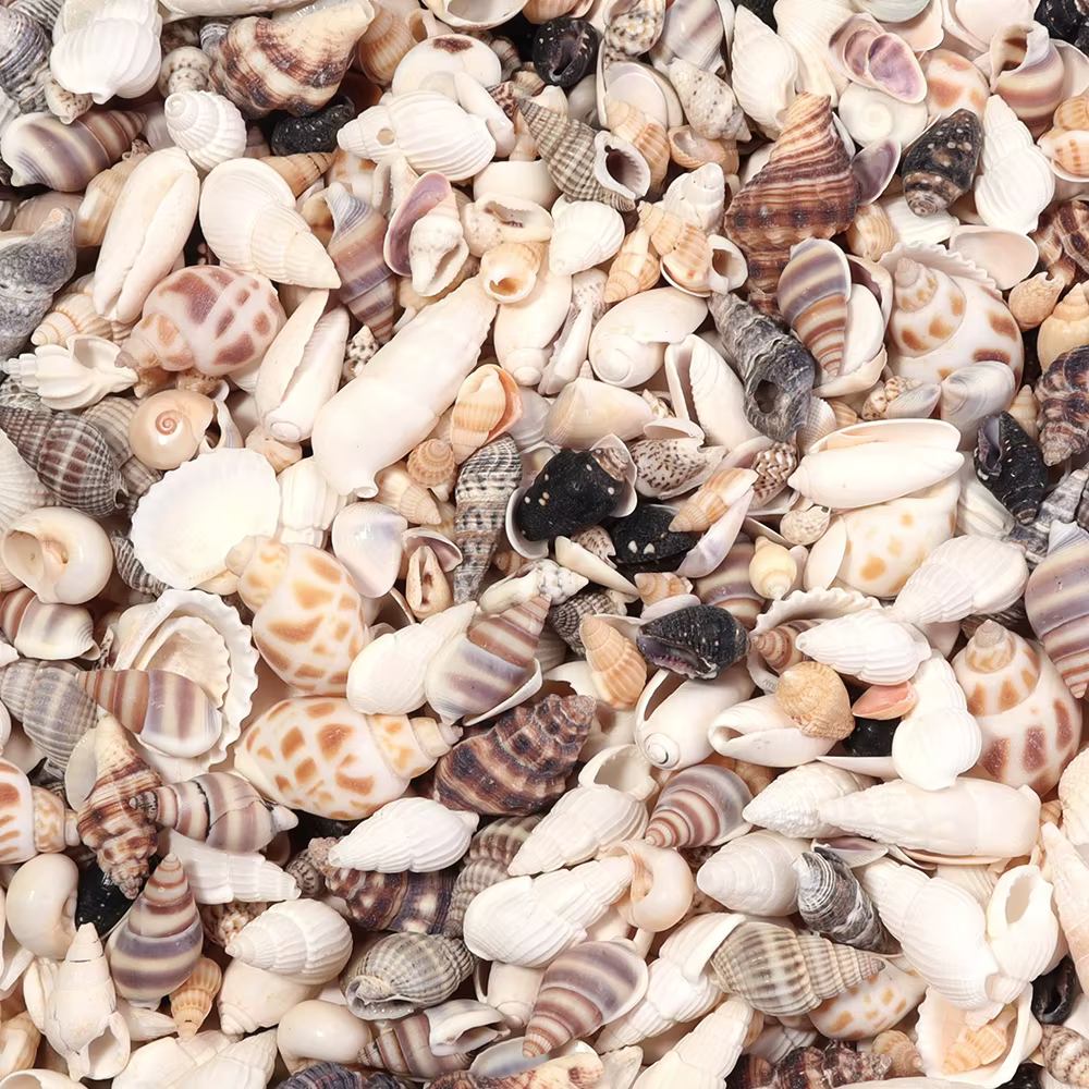 40g / lot Fleur de mer escargot Shell perles Perles d'espaceur lâches pour la fabrication de bijoux Bracelet bricolage Pendentif Chaîne de sacs clés téléphone Accessoires