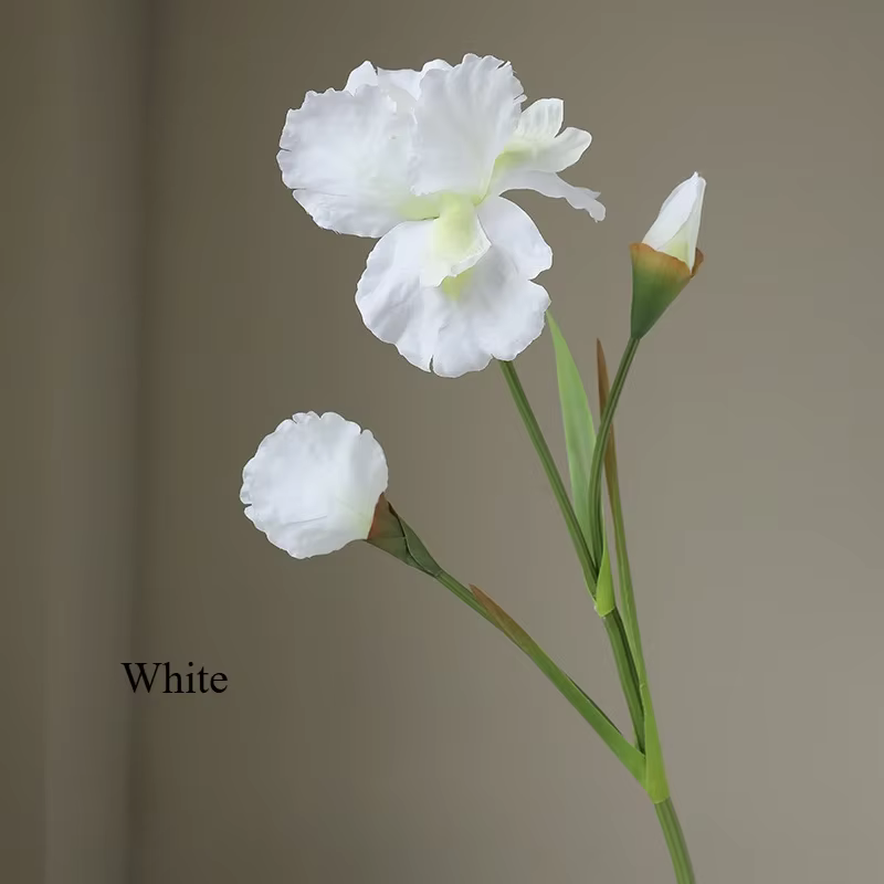 77CM Iris fleur
