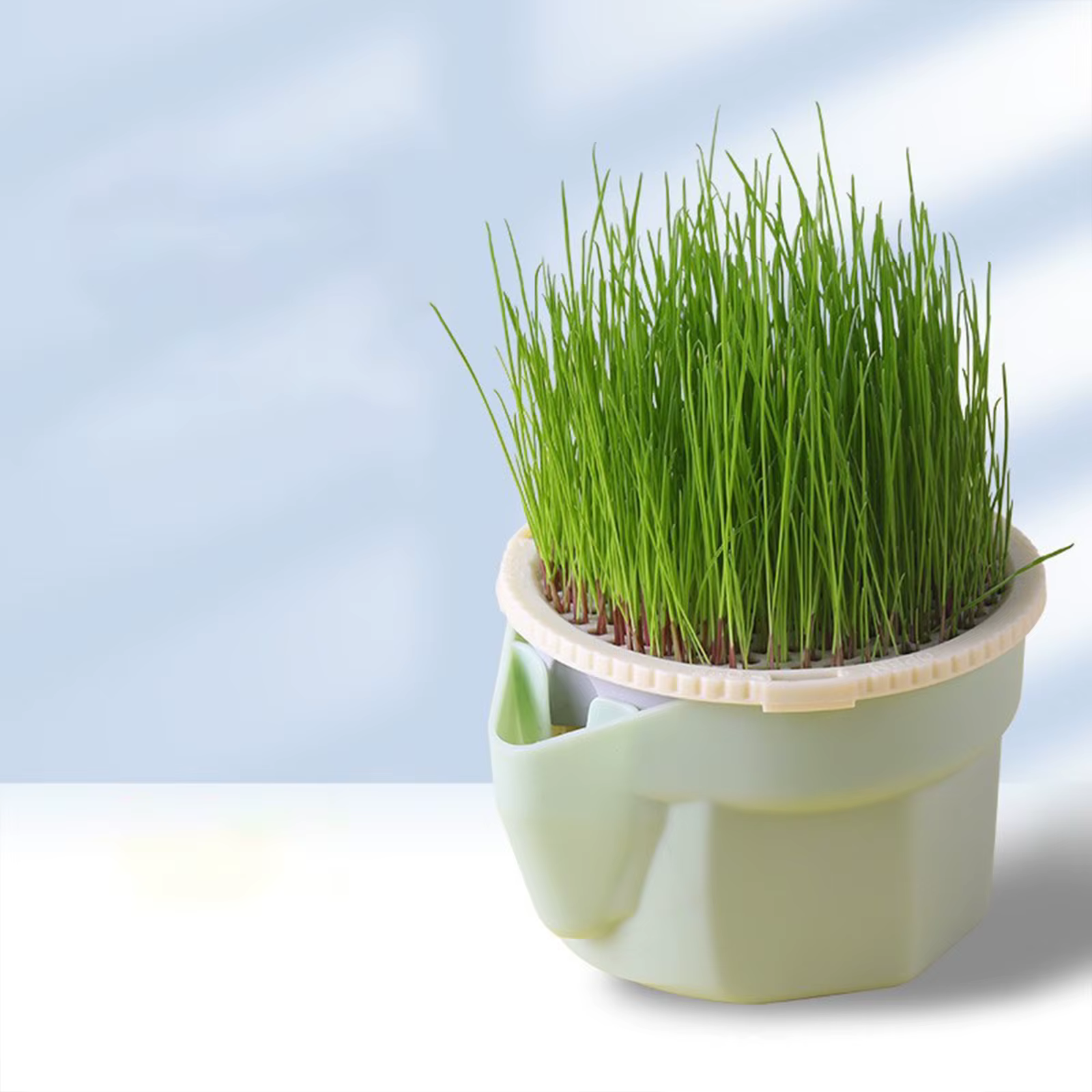 Tasse de plantation d'herbe de chat hiérarchique