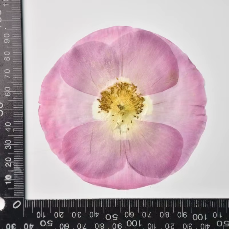 1 pièce/7-10 cm, Véritables pétales de coquelicot pressés pour cadre photo