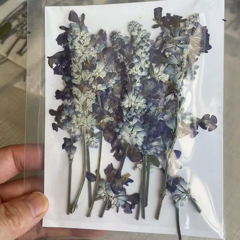 Group plante naturelle PMurcia fleurs de µséchées