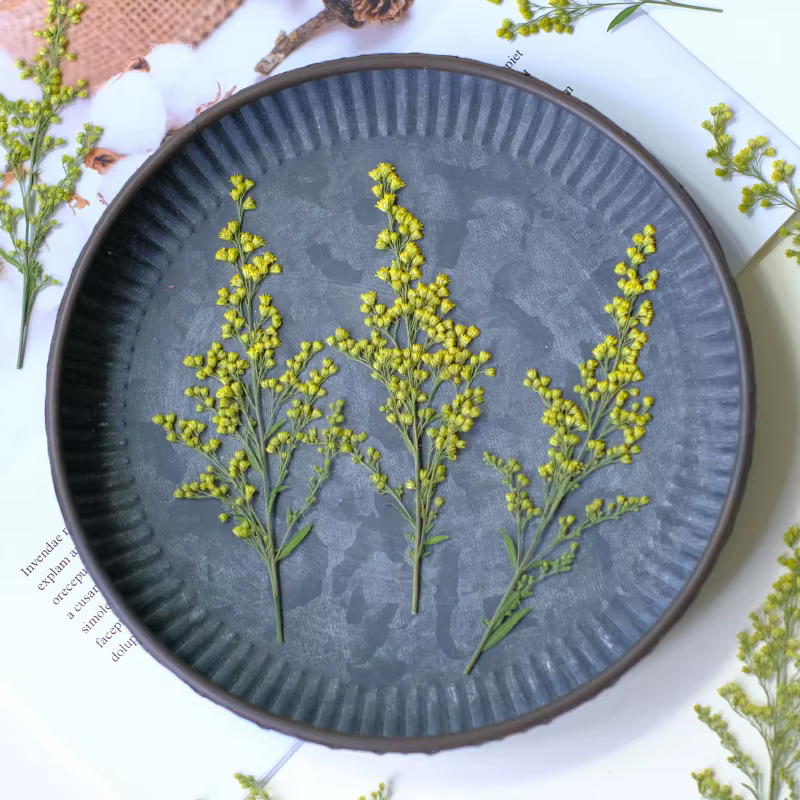 12 pièces, fleurs séchées pressées de rose dorée naturelle