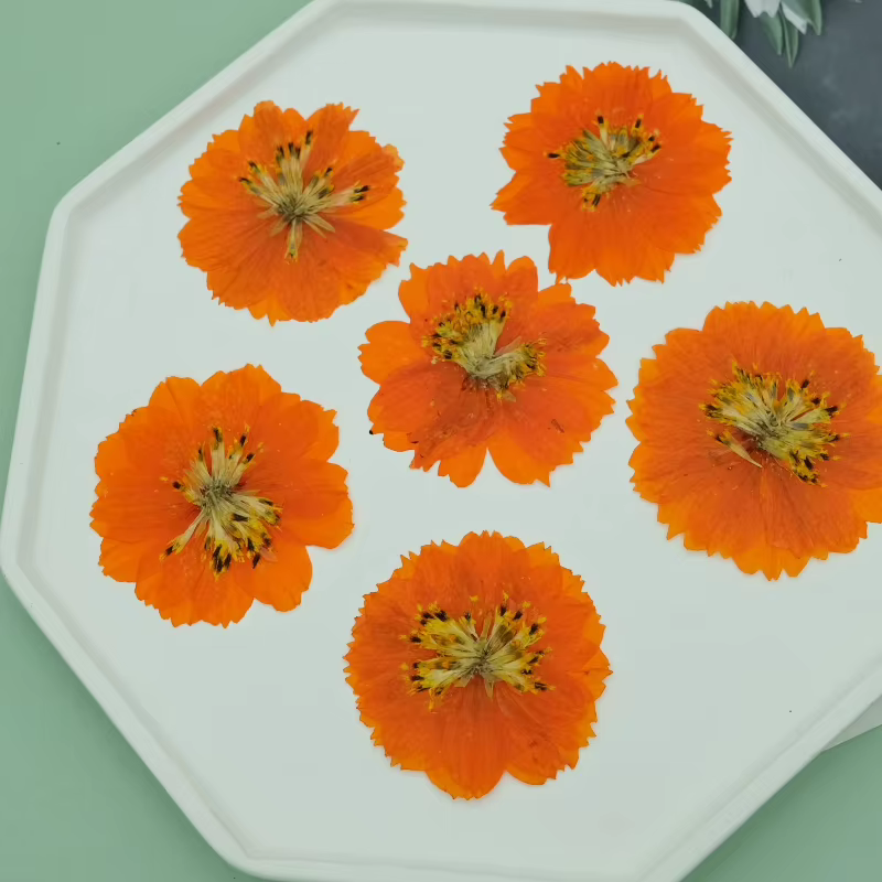 6 pièces, sac de fleurs sèches naturelles