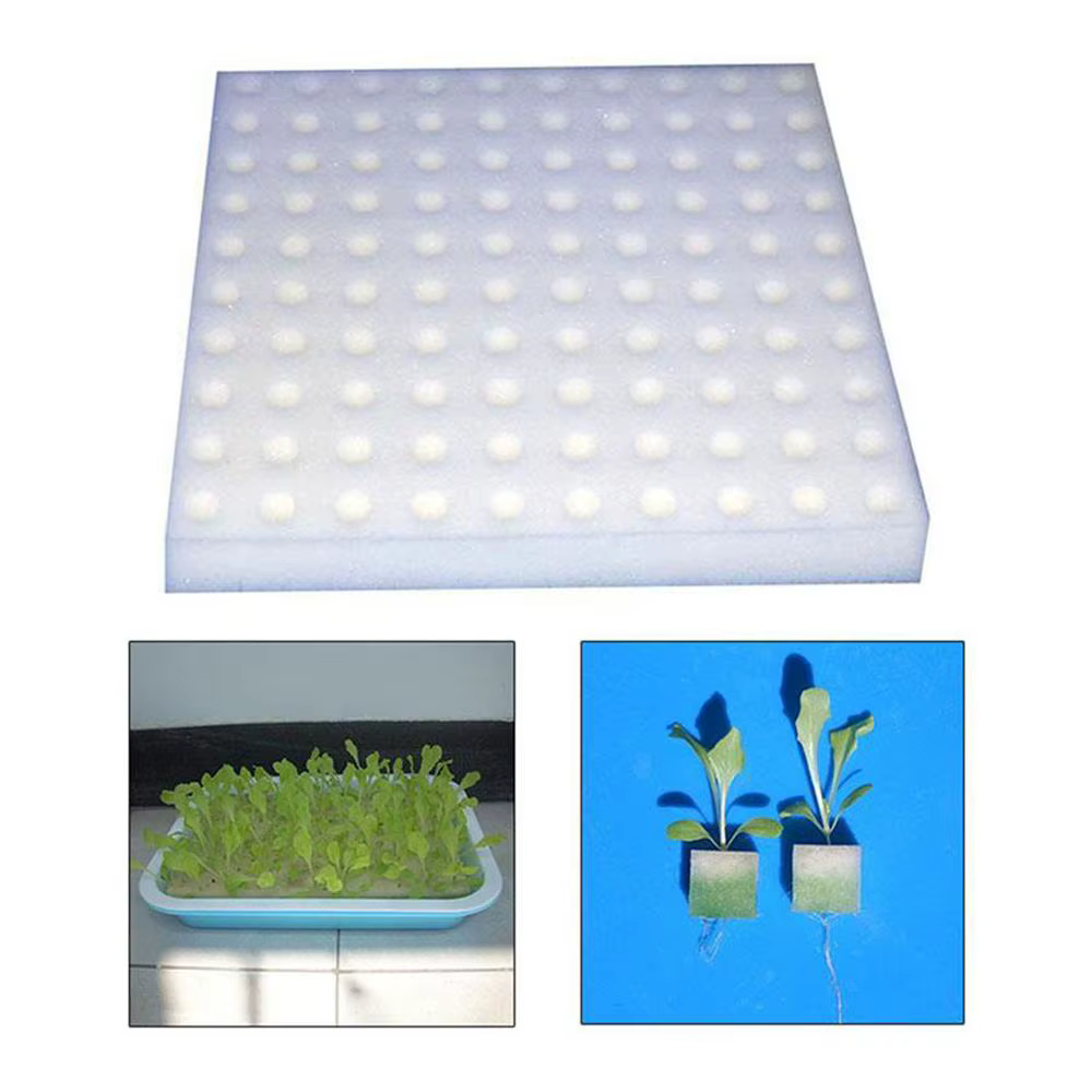 Culture hors sol plantation coton hydroponique semis jardin pépinière éponges plante légumes