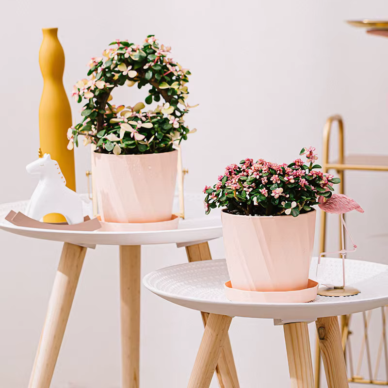Jardinière succulente en plastique et résine