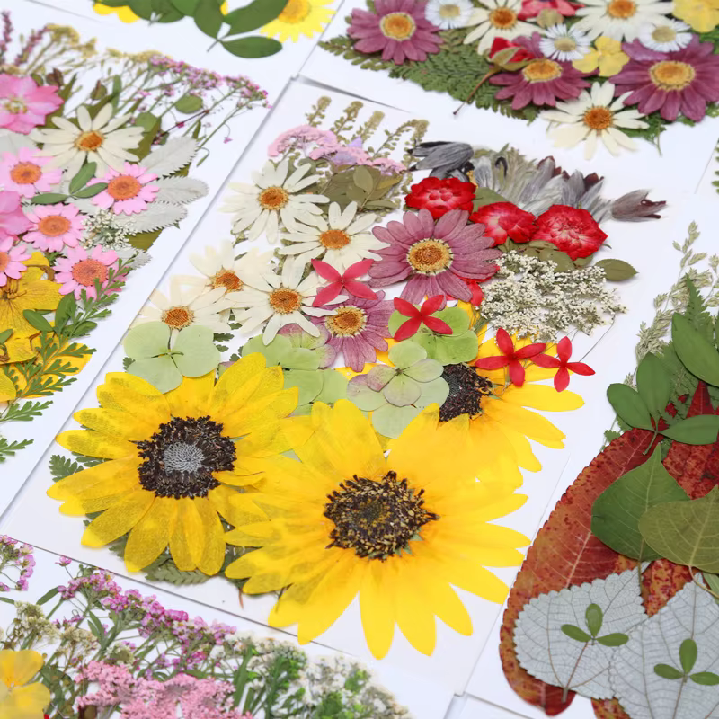 Pack de matériaux de fleurs séchées et pressées
