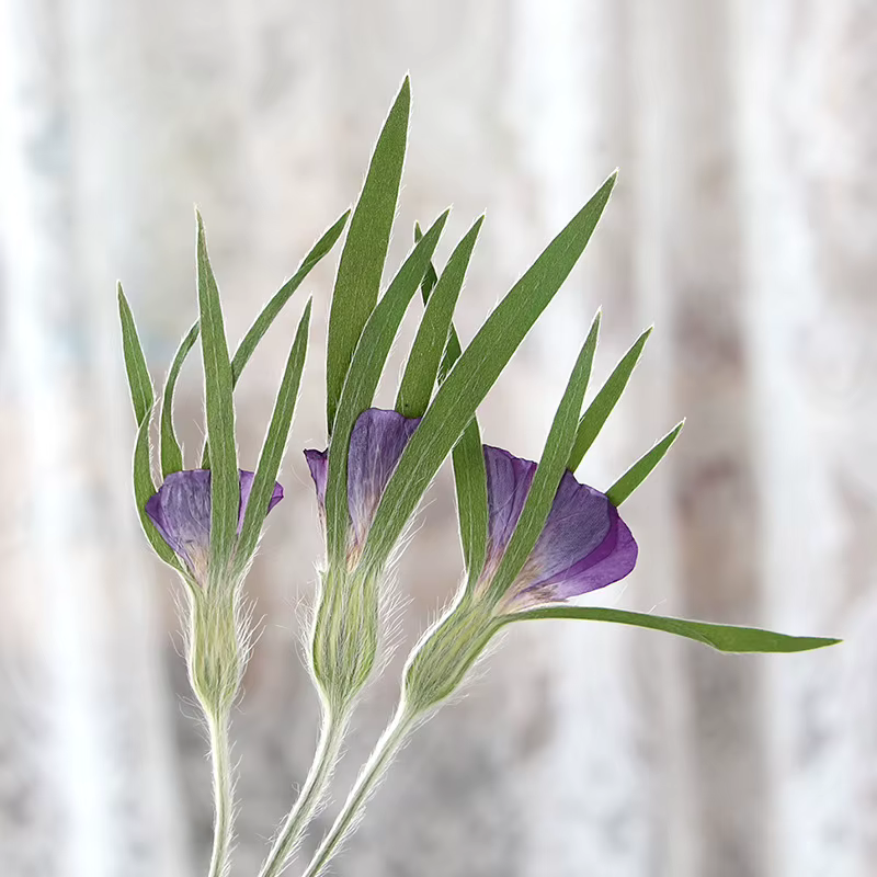 12 pièces, fleurs séchées naturelles d'Agrostemma Githigo pressées