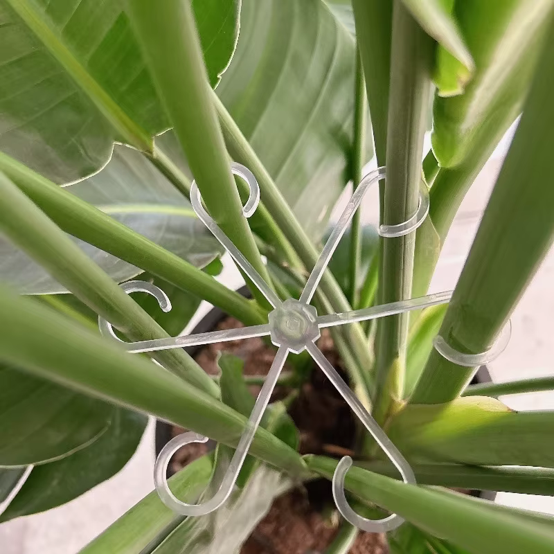 Support transparent pour plantes