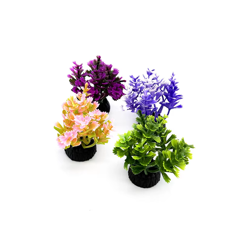 Plantes d'aquarium de petite taille