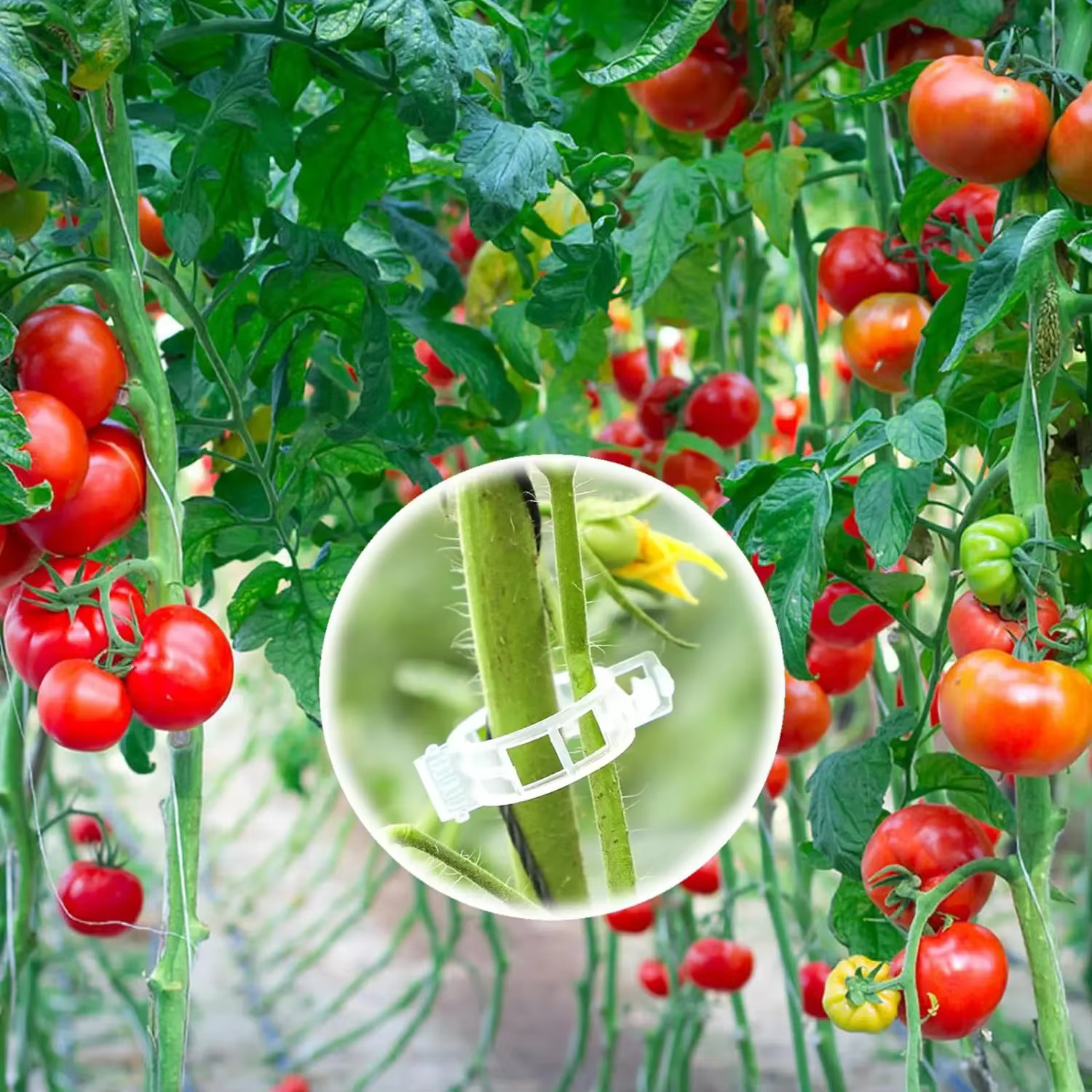 Clips pour plantes grimpantes