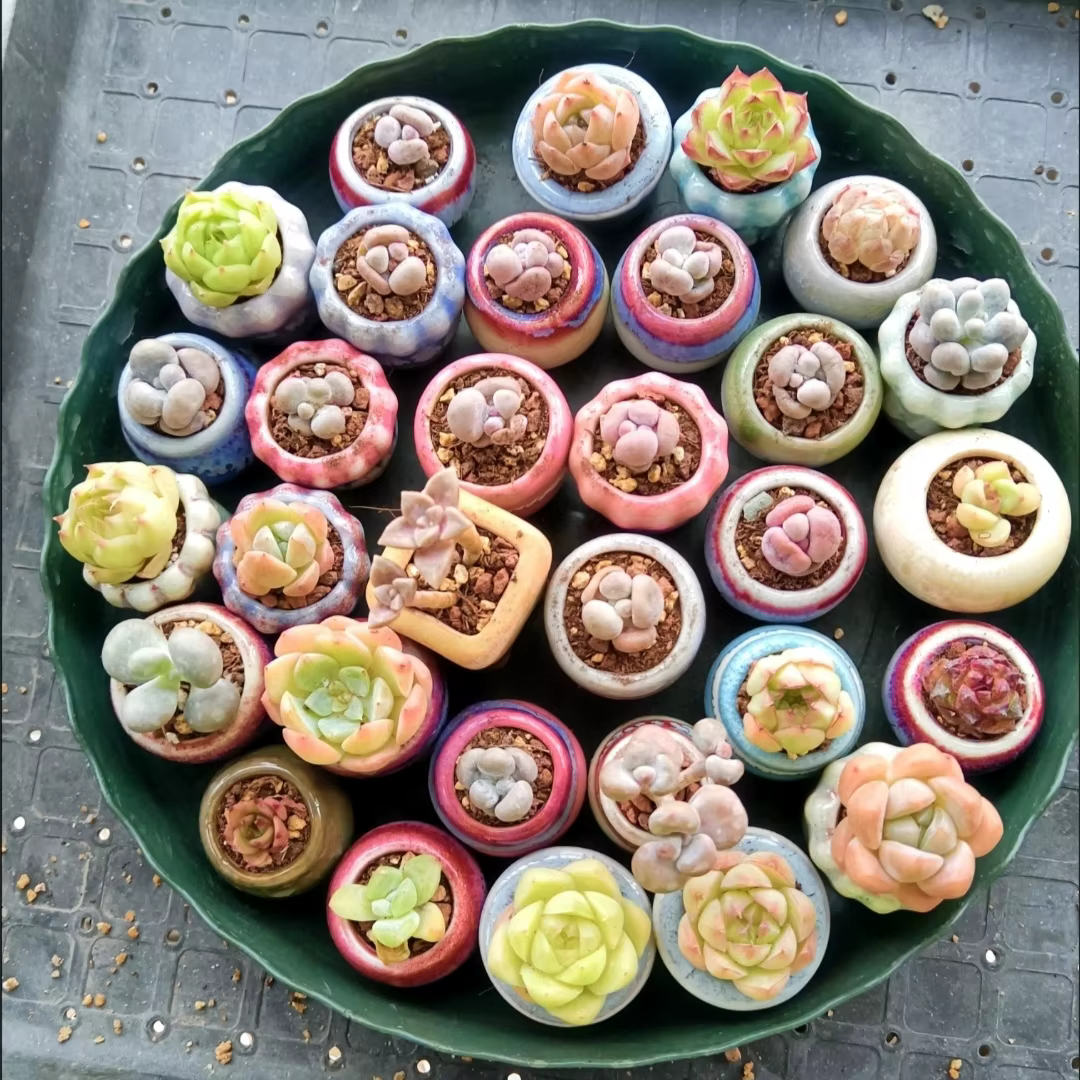 Mini pot de fleurs en céramique vethops