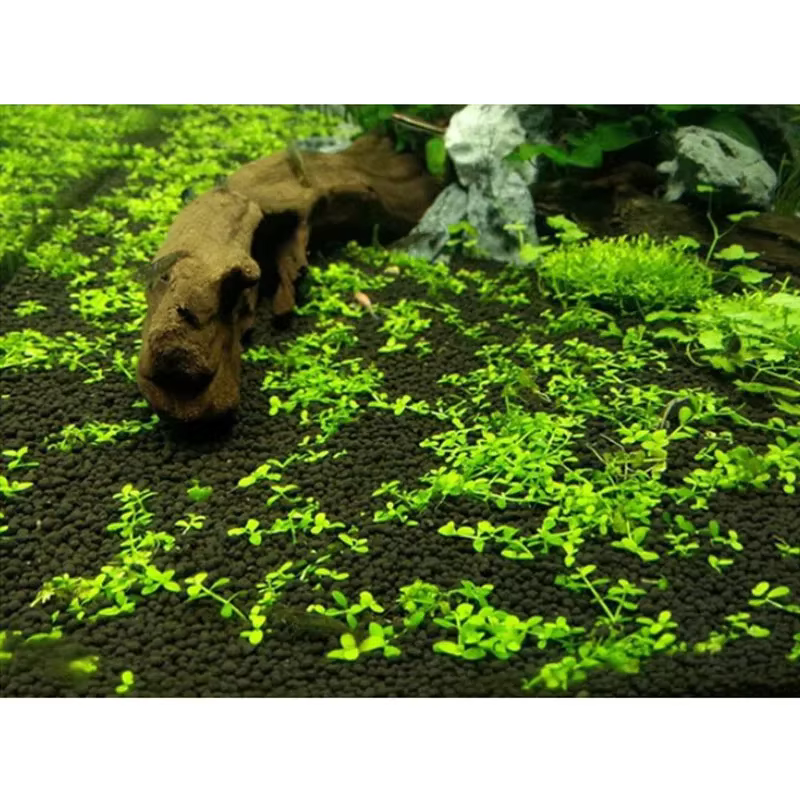 Herbe à eau pour plantes d'aquarium