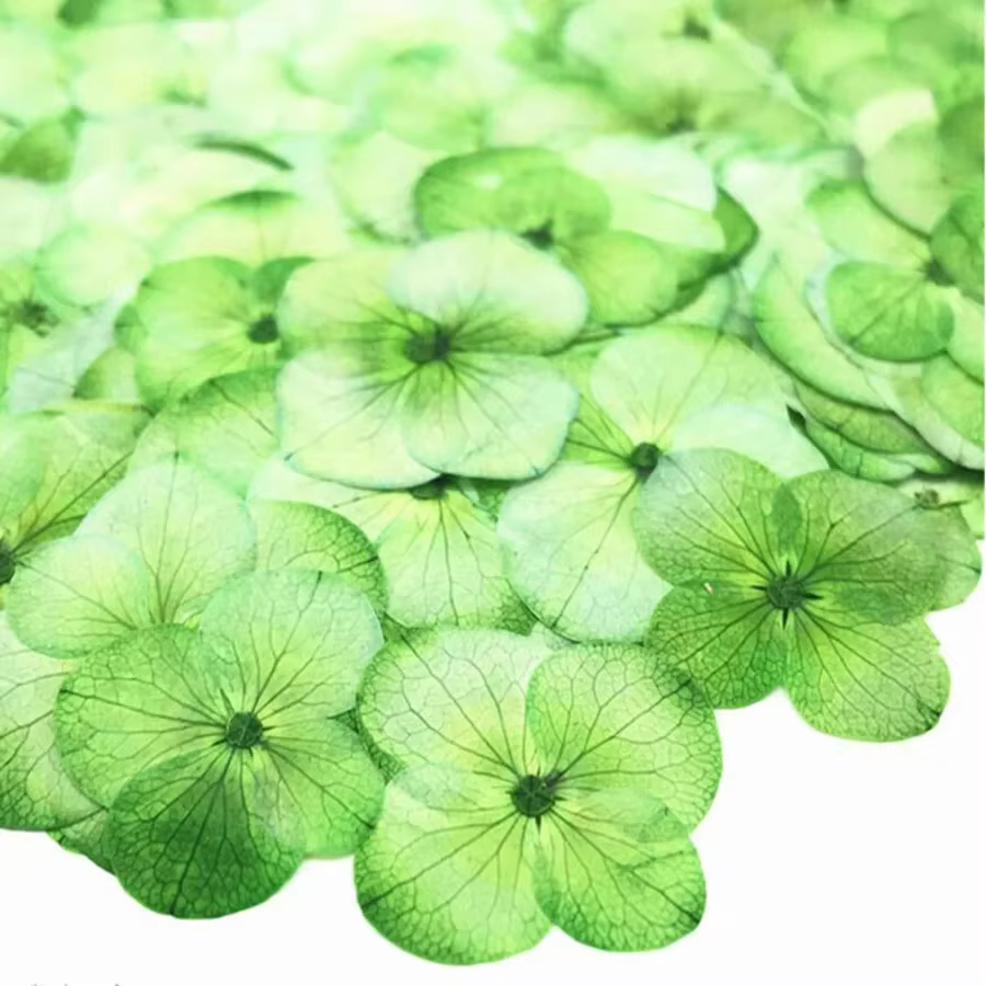 60X pressé séché absorbant hortensia Macrophylla plantes à fleurs herbier pour bijoux coque de téléphone signet carte postale Scrapbook bricolage