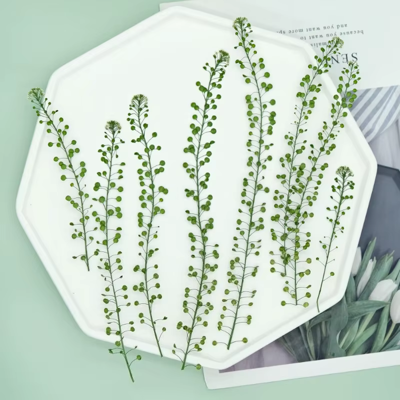 12 pièces, fleur pressée véritable lépidium et cloche verte herbe fleurs séchées bricolage cadre Photo/cartes/bougies/coques de téléphone/fournitures artisanales en résine