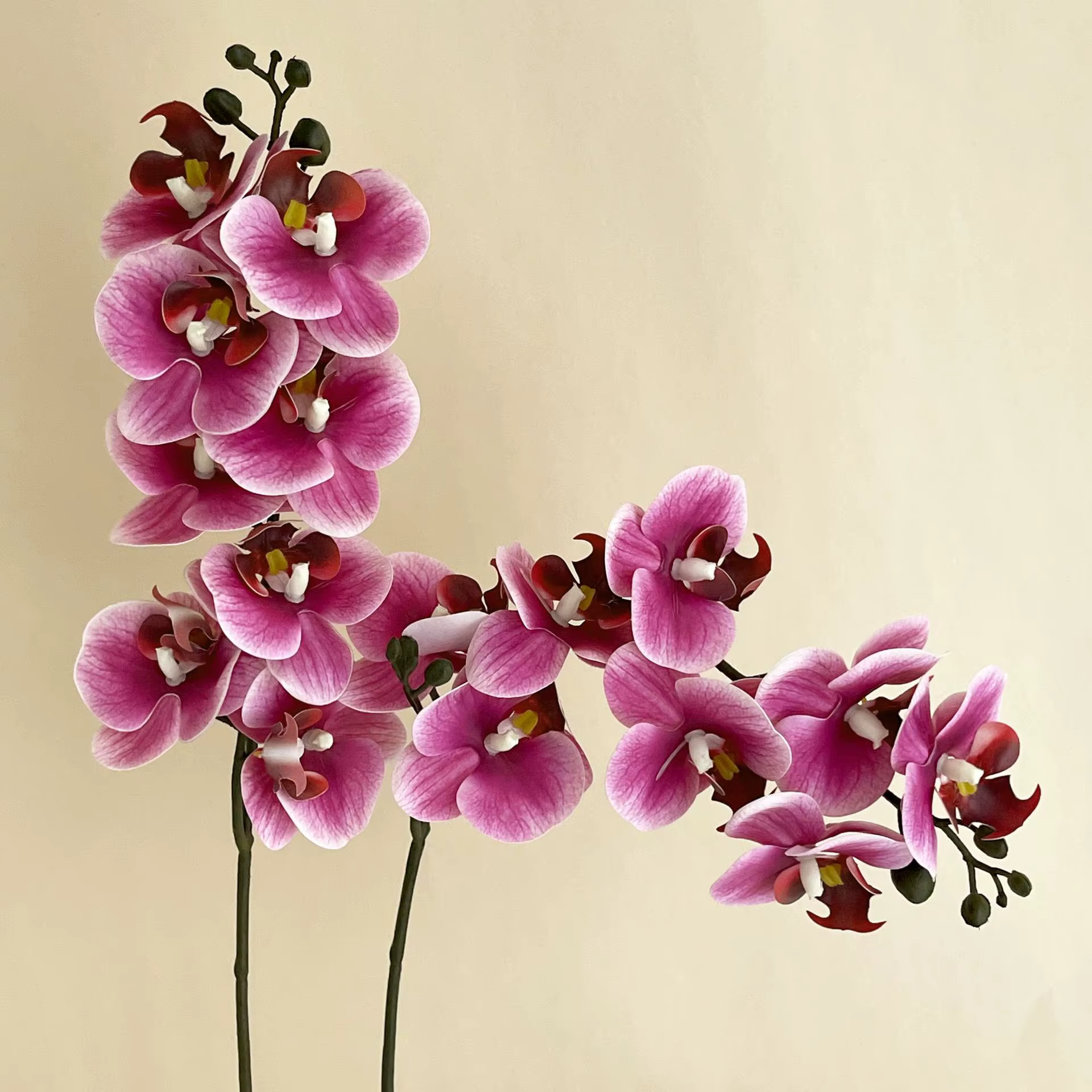 Film d'impression 3D Phalaenopsis