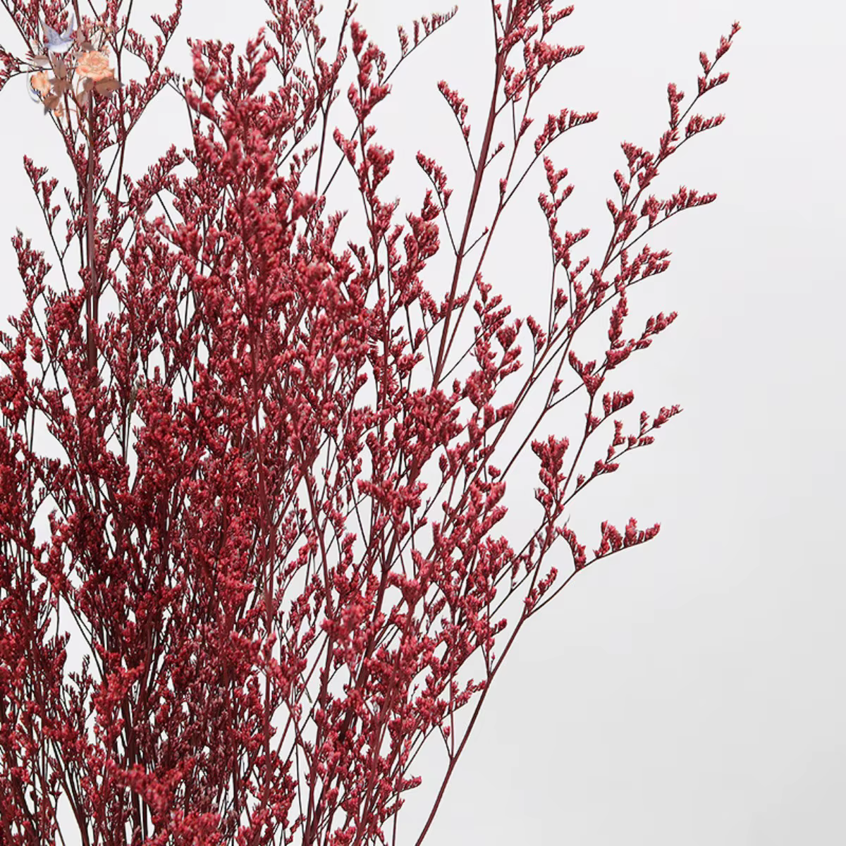 Limonium naturel séché pour les amoureux