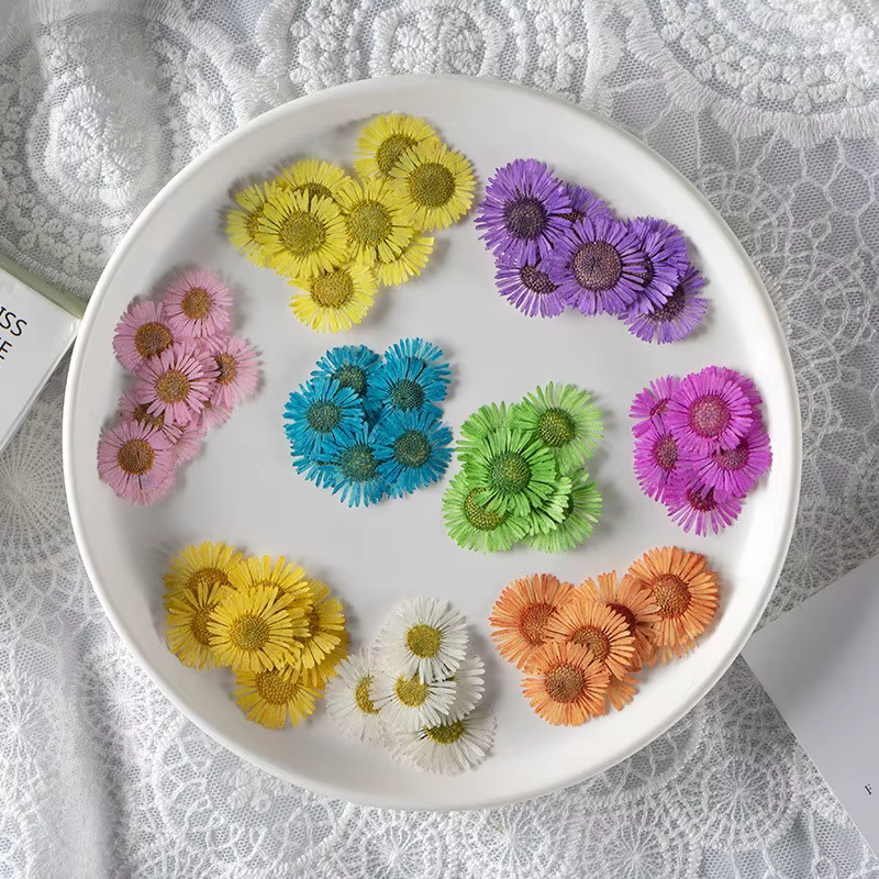 Fleurs de chrysanthème séchées pressées de 2-3 cm pour la fabrication de décorations DIY