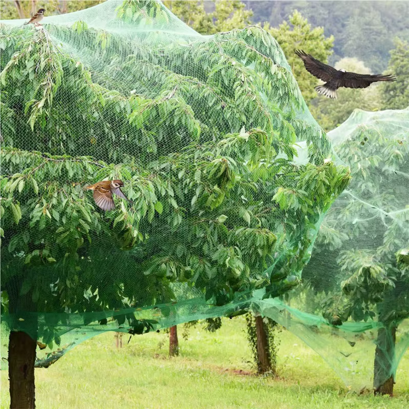 Filets à oiseaux verts pour protéger les plantes