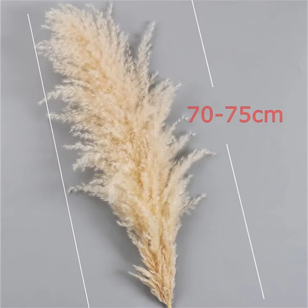 80-120 cm Pampas herbe grand