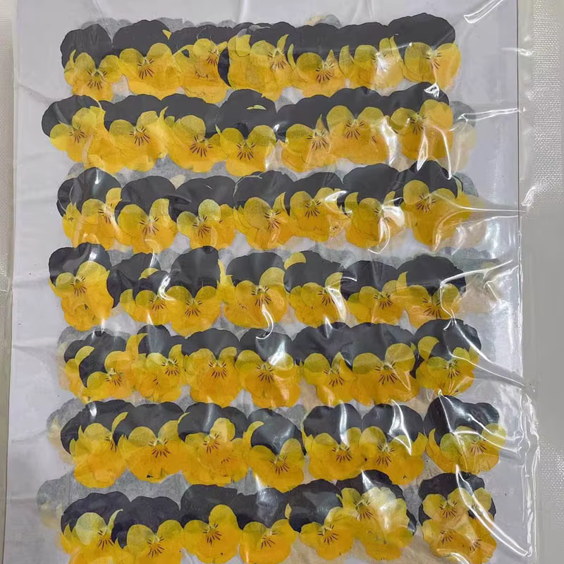 Fleurs séchées PMurcia violet et jaune