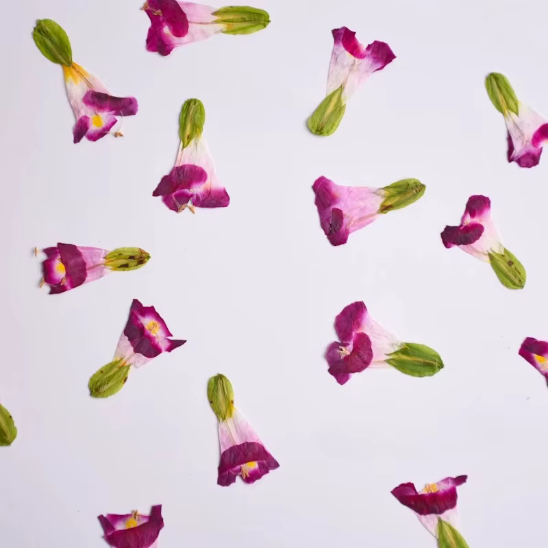 12 pièces, fleurs séchées naturelles de Torenia