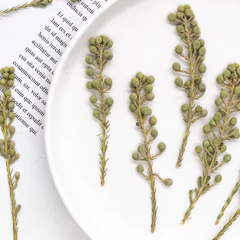 12 pièces, fleurs de corail vert naturel séchées et pressées