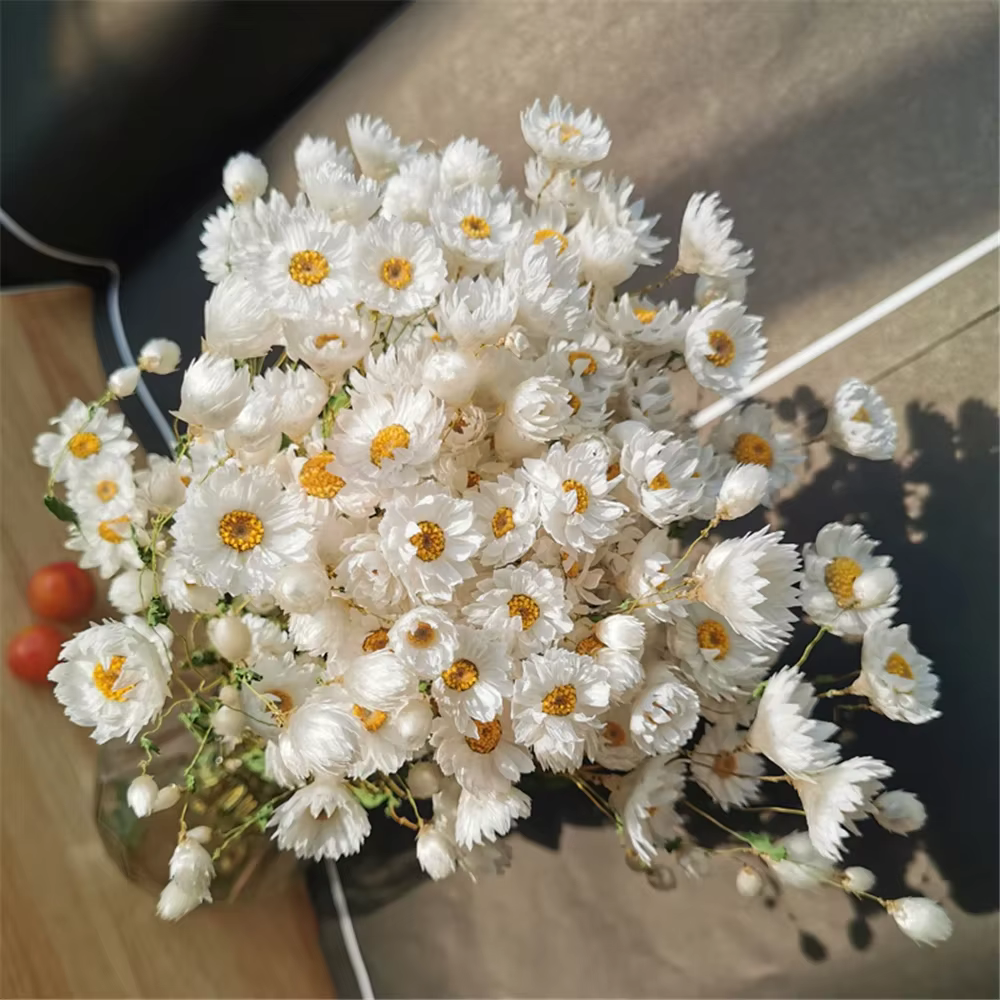 Fleurs conservées séchées fraîches naturelles