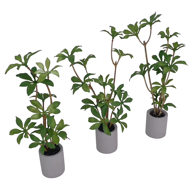 Plante en pot l'inventaire pour maison de courses