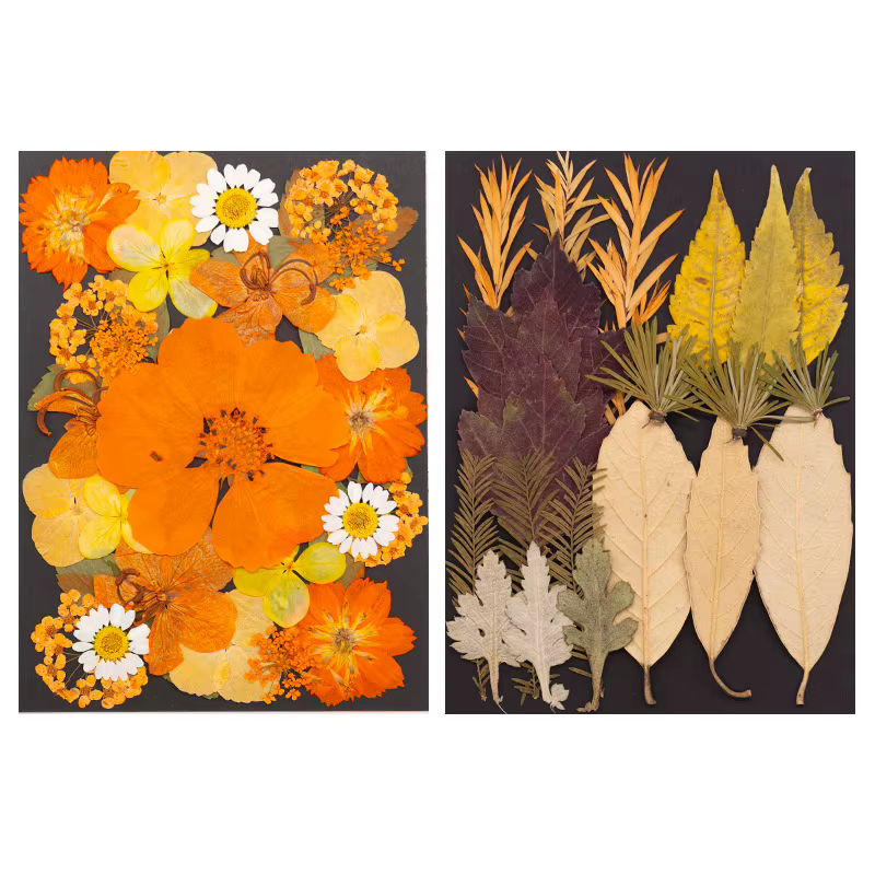 Série Orange fleurs pressées séchées mélangées pour bricolage