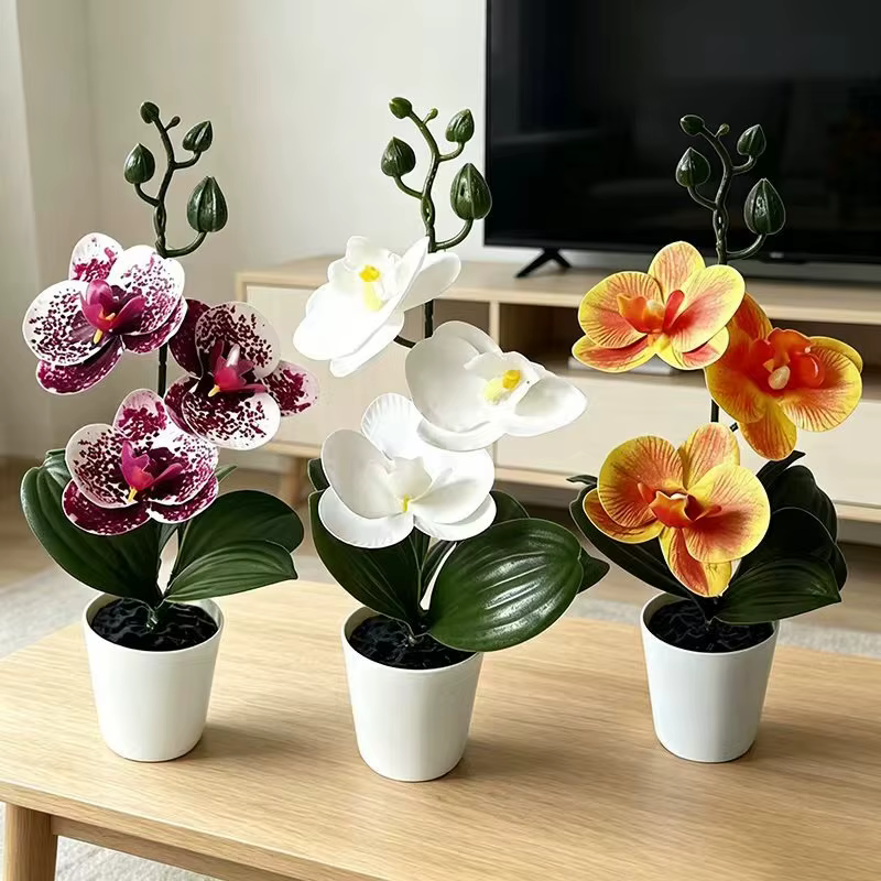 Mini orchidée papillon en pot avec 3 fleurs