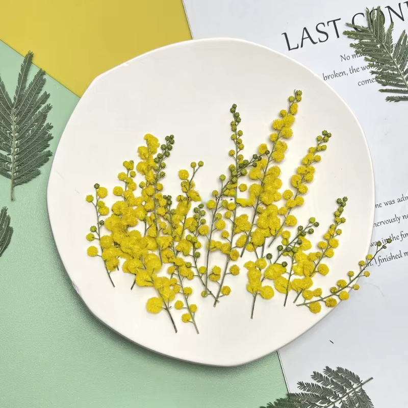 3-10cm/24pcs, Fleurs séchées en acacia gaufré
