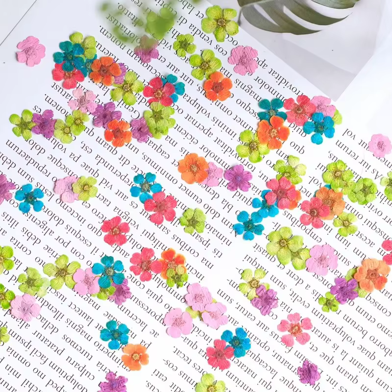 100 pièces, fleurs séchées pressées teintes Spiraea