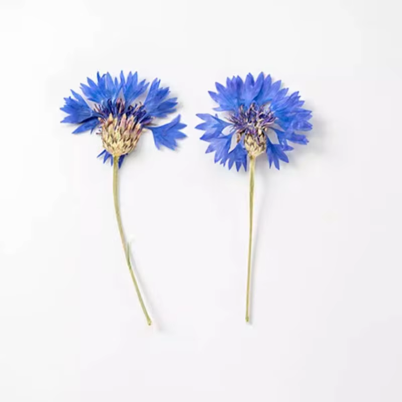 12 pièces, Branches de bleuet séchées