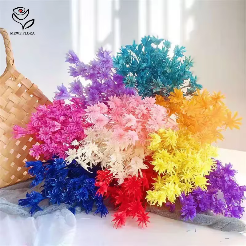 Véritables branches de fleurs d'anis étoilé séchées fraîches