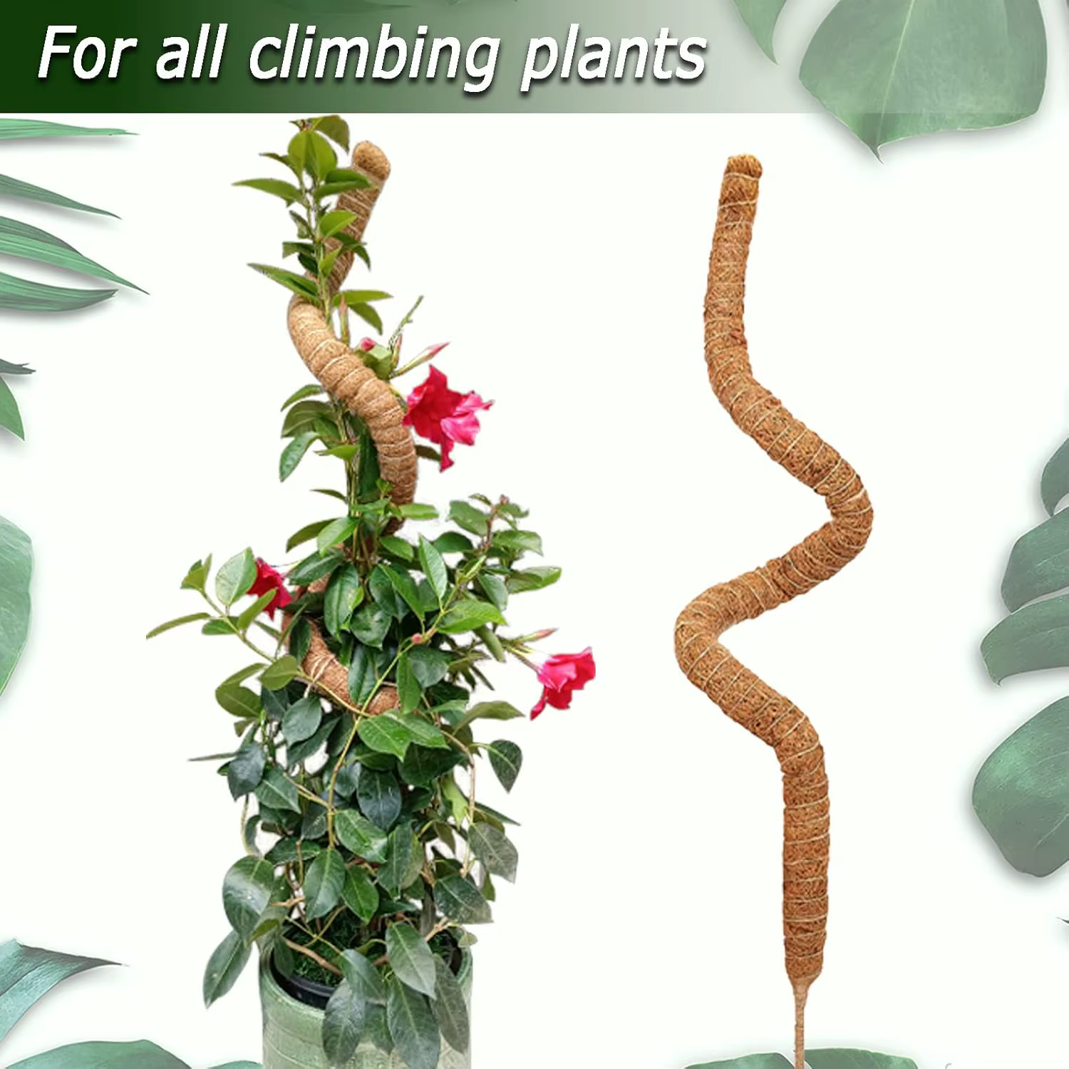 Poteaux Pliables pour Plantes Monstera