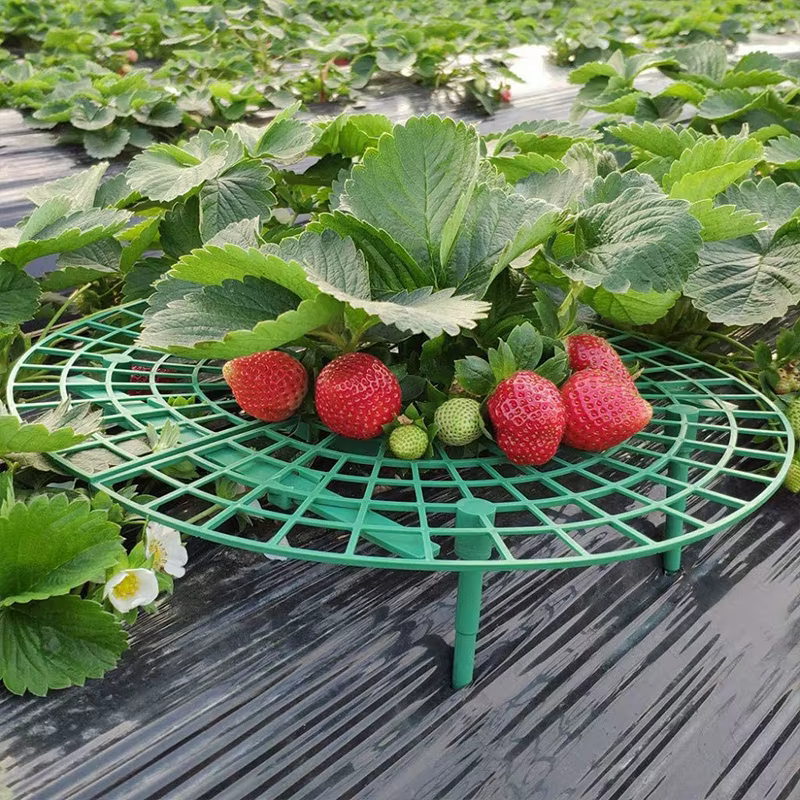 Supports de fraises pour conserver les plantes et les fruits