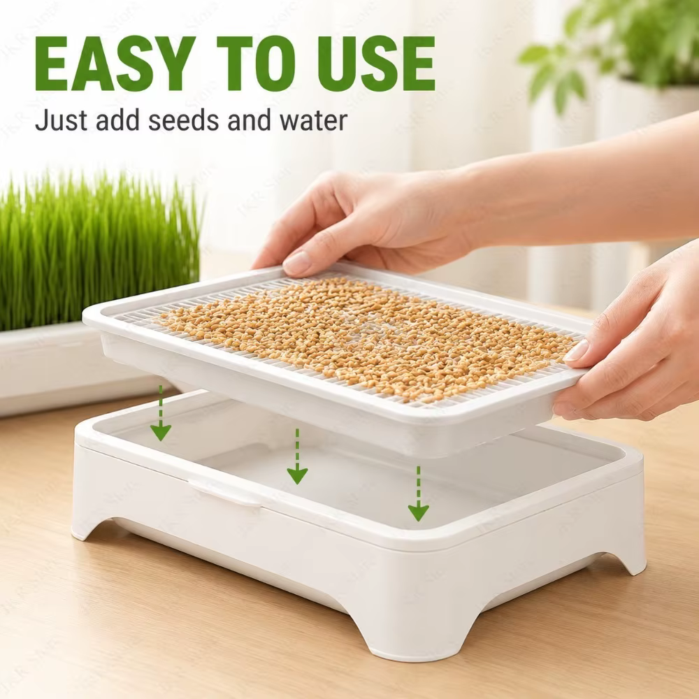 Kit de plantation hydroponique sans terre pour herbe à chat