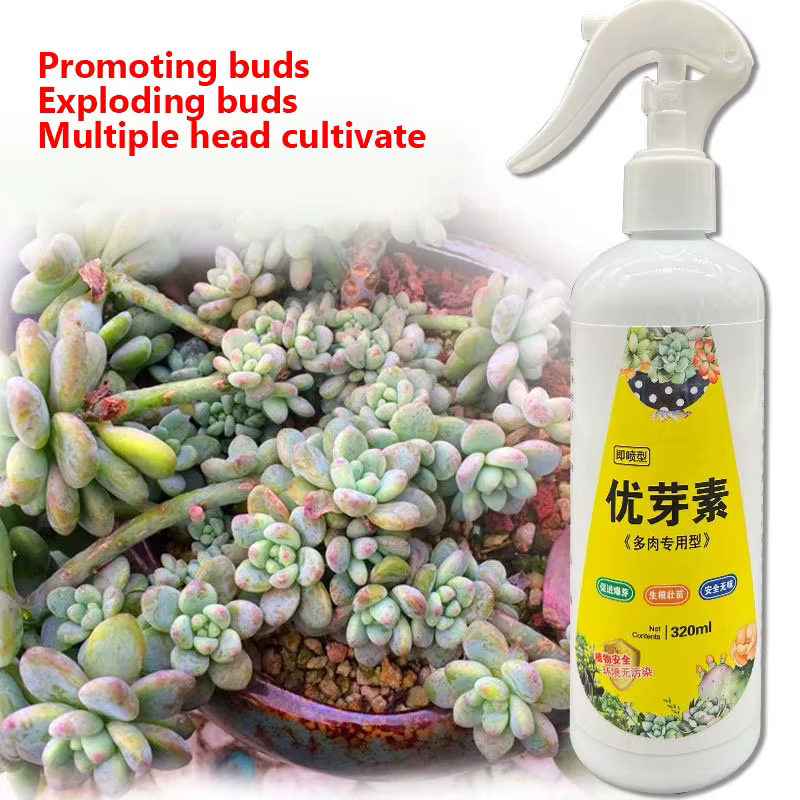 NOUVELLE plante succulente Eugenin favorise le bourgeonnement