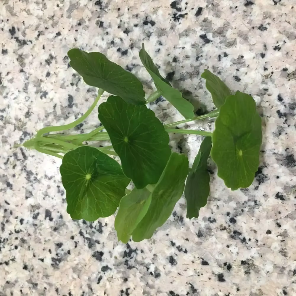 Plante verte 9 têtes, feuille de Lotus artificielle en plastique