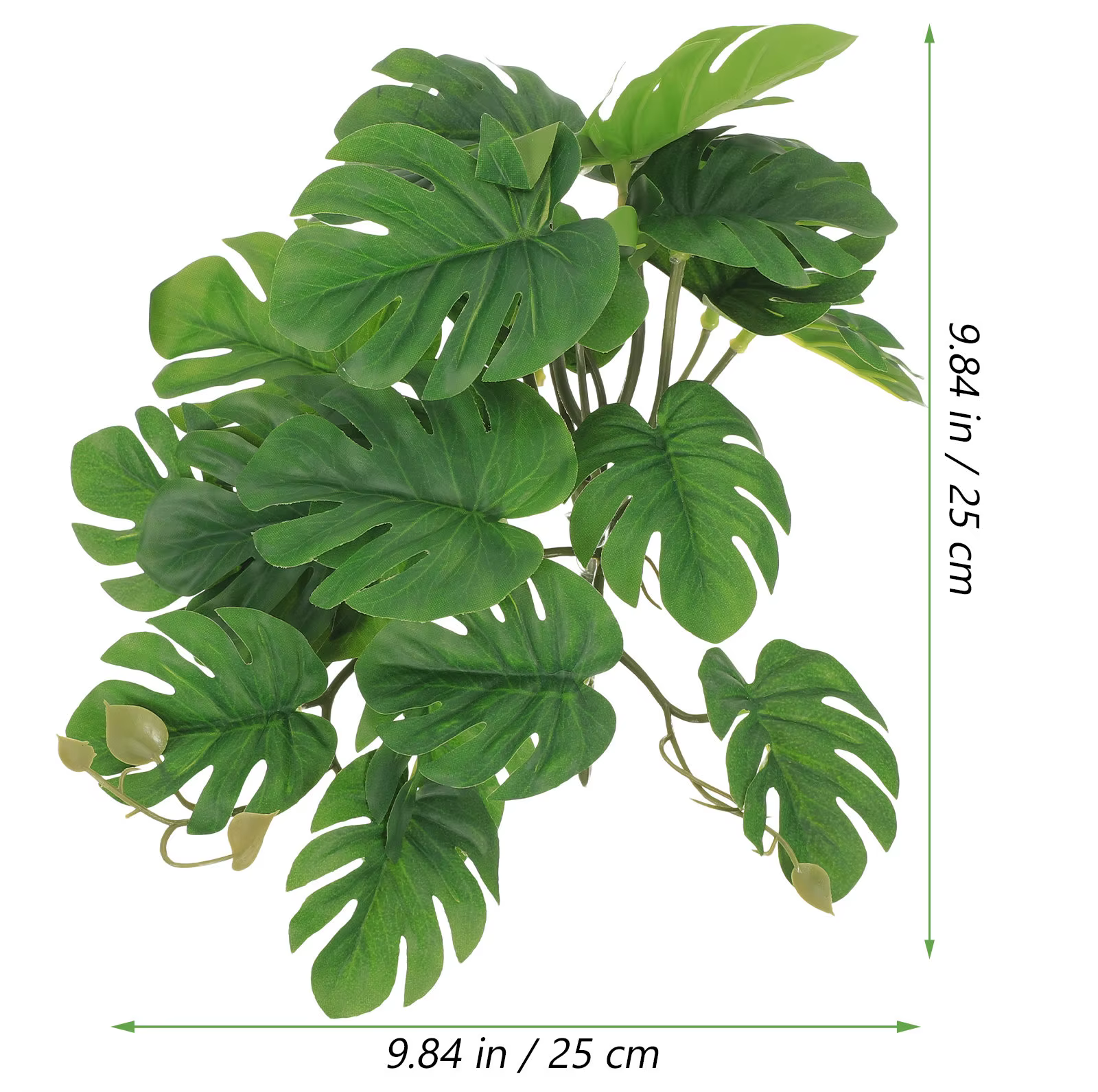 Plantes de Reptile pour Terrarium
